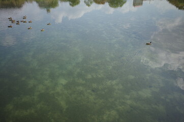 かわいい親子のカルガモ家族