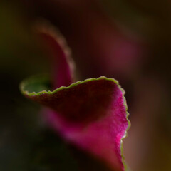 Cyclamen flower leaves macro close-up