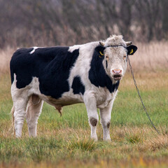 Dzika przyroda w Polsce © Michał Kurzątkowski