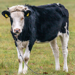 krowa na pastwisku - obrazy, fototapety, plakaty
