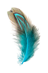 Bright pheasant feather elegant isolated on the white background