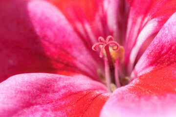 Fototapeta na wymiar Pink Geranium flower macro