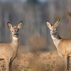 Dzika przyroda w Polsce © Michał Kurzątkowski