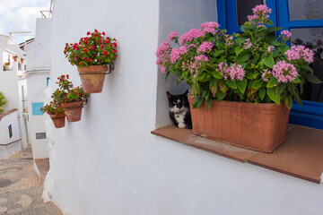 Fototapeta na wymiar Cat resting on a window in Frigiliana, Malaga, Andalusia, Spain