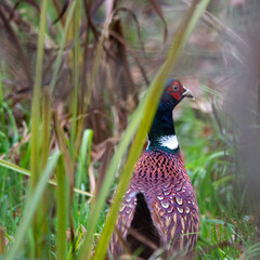 Dzika przyroda w Polsce