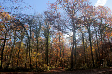 Obraz premium dans le sous bois