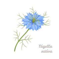 Nigella sativa flower isolated on white. Vector cartoon flat illustration. Flowering plant - obrazy, fototapety, plakaty