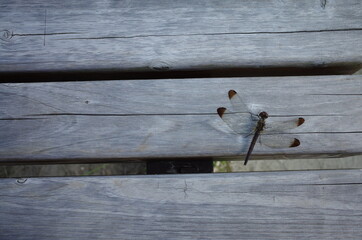 ベンチで休憩中の虫とんぼ