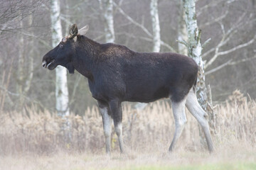 Dzika przyroda w Polsce © Michał Kurzątkowski