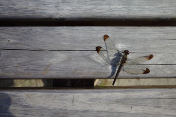 ベンチで休憩する動物のトンボ