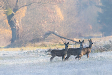 Dzika przyroda w Polsce © Michał Kurzątkowski