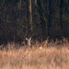 Dzika przyroda w Polsce © Michał Kurzątkowski