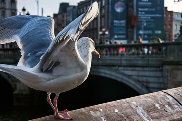 Seagulls in Dublin