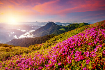 Captivating summer scene with pink rhododendron flowers on a sunny day.