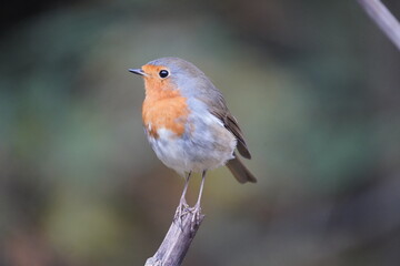 European Robin (Erithacus rubecula) Muscicapidae family. 