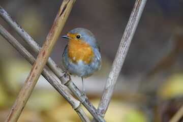 European Robin (Erithacus rubecula) Muscicapidae family. 