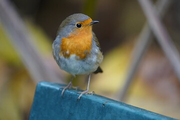 European Robin (Erithacus rubecula) Muscicapidae family. 