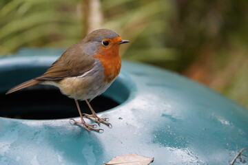European Robin (Erithacus rubecula) Muscicapidae family. 