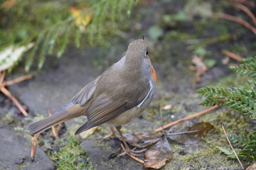 European Robin (Erithacus rubecula) Muscicapidae family. 
