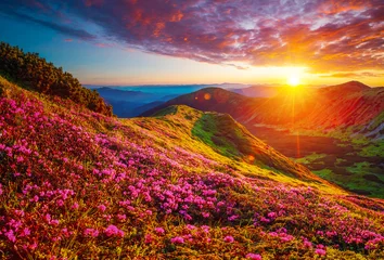Vlies Fototapete Rot  violett Picturesque summer sunset with rhododendron flowers. Carpathian mountains, Ukraine.