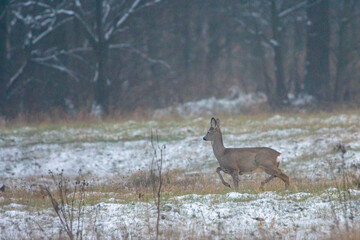 Dzika przyroda w Polsce © Michał Kurzątkowski