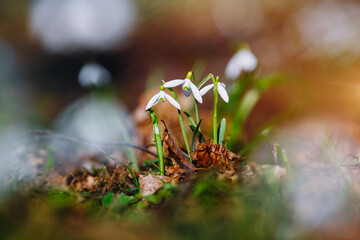 Ground level view of lovely snowdrop in the woods.