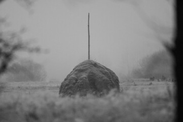 zima, krajobraz, las, wieś, pustka, spokój © Michał Kurzątkowski