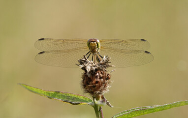 Scary common darter dragonfly standing on a wildflower with spread wings in a field in Essex