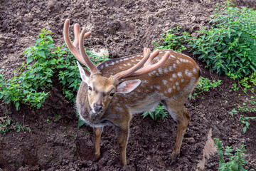 Portrait of a young male spotted deer. The animal stands half-turned and looks into the camera lens.