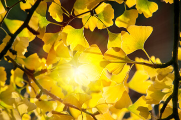 Yellow leaves of Ginkgo