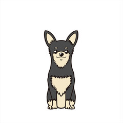 Chihuahua Black&Tan　チワワ　ブラタン