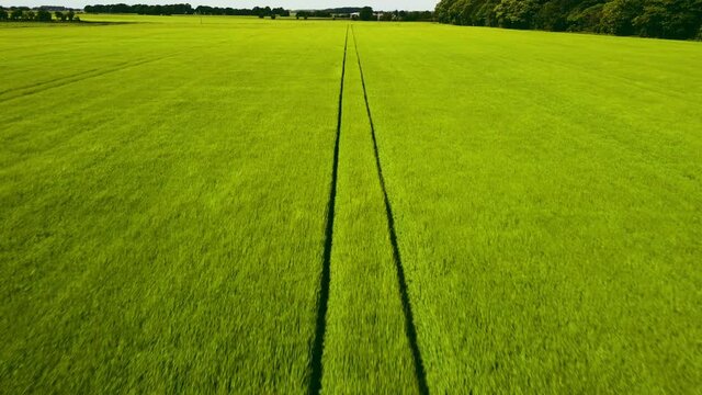 Aerial view of green barley field arable crop