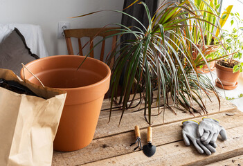 Fototapeta premium The process of transplanting an adult Dracaena Marginata plant into a larger clay pot, gardening as a hobby