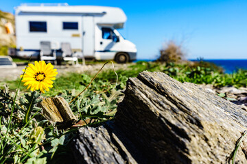 Yellow spring flower and caravan camping