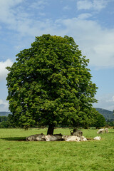 Herd of white cows lying in the shadow under a chestnut tree on a floodplain meadow near the Emmer river, Lügde, Teutoburg Forest, Germany