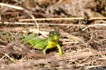 Western green lizard (Lacerta bilineata)