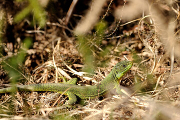 Western green lizard (Lacerta bilineata)