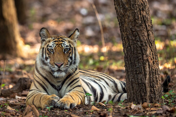 Indian wild royal bengal male tiger portrait or closeup in open during morning jungle safari or drive at bandhavgarh national park or tiger reserve madhya pradesh india - panthera tigris tigris