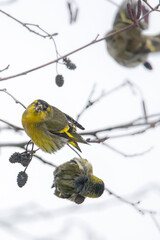 Dzika przyroda w Polsce