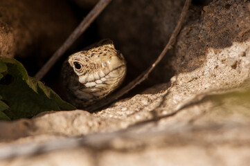 Common wall lizard (Podarcis muralis)