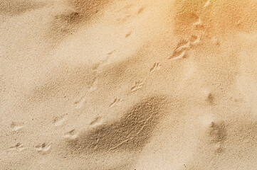 White sand with birds footprints on it.