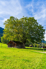 Berghütte unter großem Baum auf einer Alm in Vorarlberg - Österreich