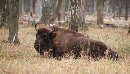 Wild bison in forest. Bison (Bison bonasus)