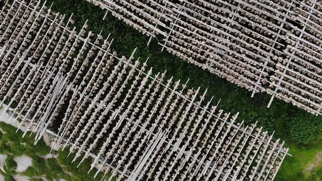 Aerial view. Cod stockfish drying on racks, Lofoten islands. Industrial fishing in Norway.