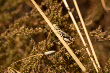 Close up of a camouflaged grasshopper (probably an Sierra Nevadan Grasshopper, Chorthippus...