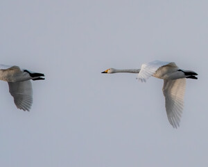 flying birds in flight
