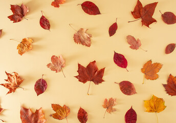 pattern made with red, yellow and brown autumn leaves on cream background. Vintage retro autumn abstract art