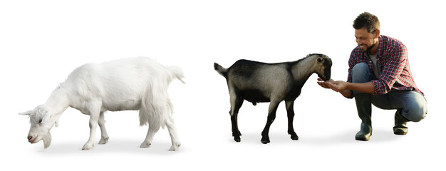 Man and cute domestic goats on white background, collage. Banner design