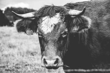 black and white cow