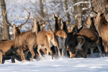 Chmara jeleni szlachetnych na zimowym polu - obrazy, fototapety, plakaty